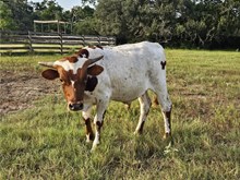 Spotted Babe Bull Calf