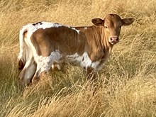 Hunts Respected Isabelle Bull Calf